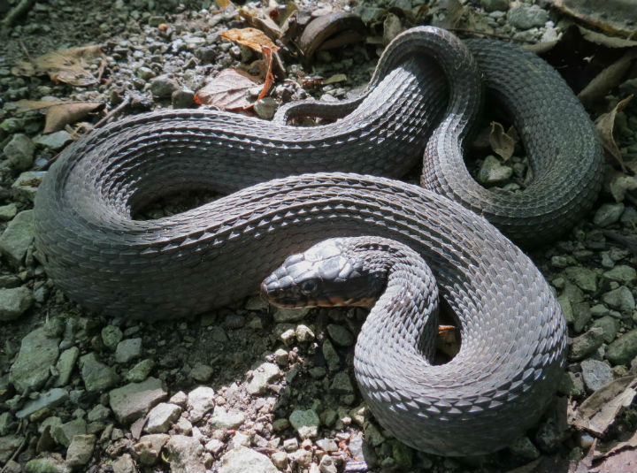 Copperbelly Water Snake